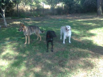 asilo o pensione per cani nessuna gabbia