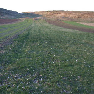 TERRENO ARABILE COMPATTO ED ACCATASTATO  DI  H 5,50 CON ACCESSO DA STRADA ASFALTATA
