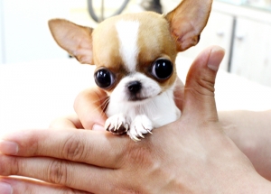  Micro principessa mozzafiata di Minnie! Disponibile Chihuahua cuccioli