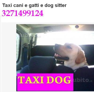 taxi cani e gatti dog sitter