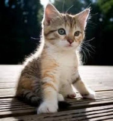 Cat sitter esperta