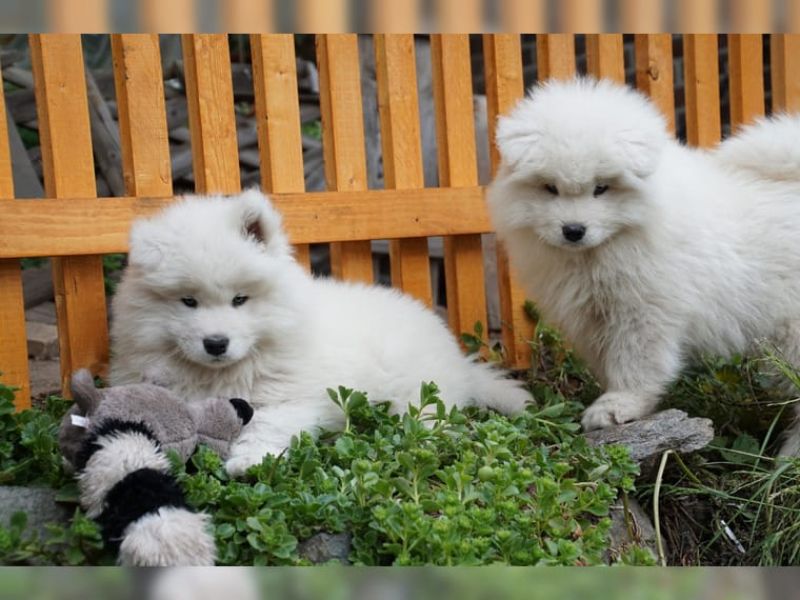 Molto bella e sani cuccioli di samoiedo per adozione maschi e femmine disponibili (gratis)