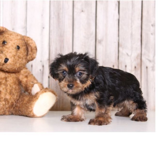 Hermosa casa yorkie