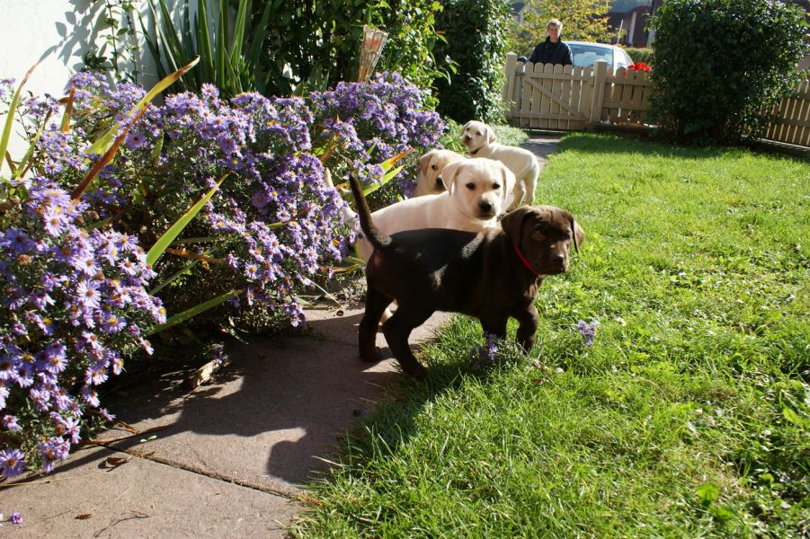 Labrador cucciola!!!!