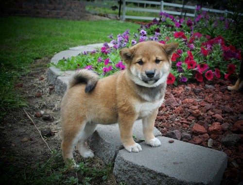 REGALO due cuccioli di Shiba Inu per l'adozione