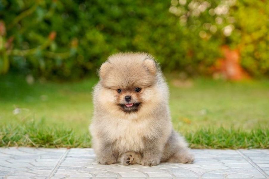  Spitz di pomerania toy 