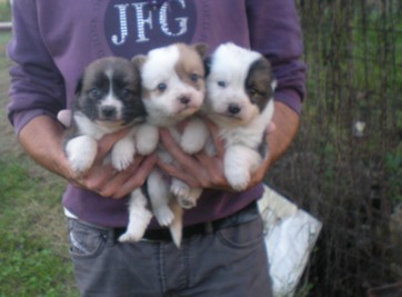 INCROCIO COLLIE-BORDER COLLIE