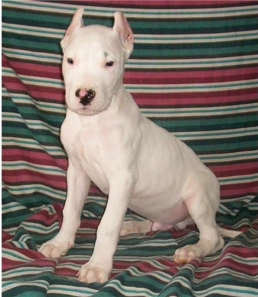 Regalo DOGO ARGENTINO CUCCIOLI
