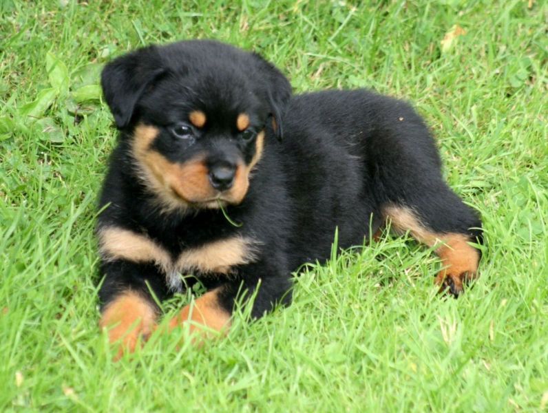 Regalo Cuccioli di Rottweiler in pronta consegna i cuccioli verranno Dato dopo 90 giorni dalla nasci