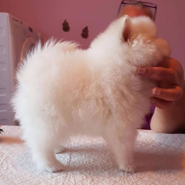  Volpino di pomerania
