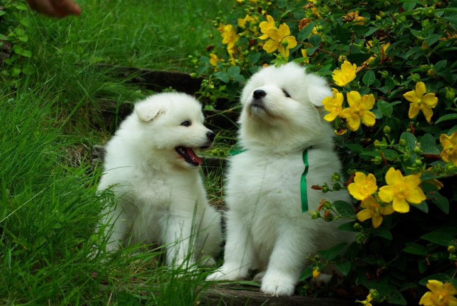  cuccioli di samoiedo per adozione ( maschio e femmina )