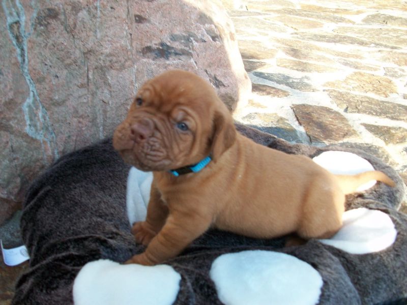 Cuccioli di dogue bordeaux ( per regalo )