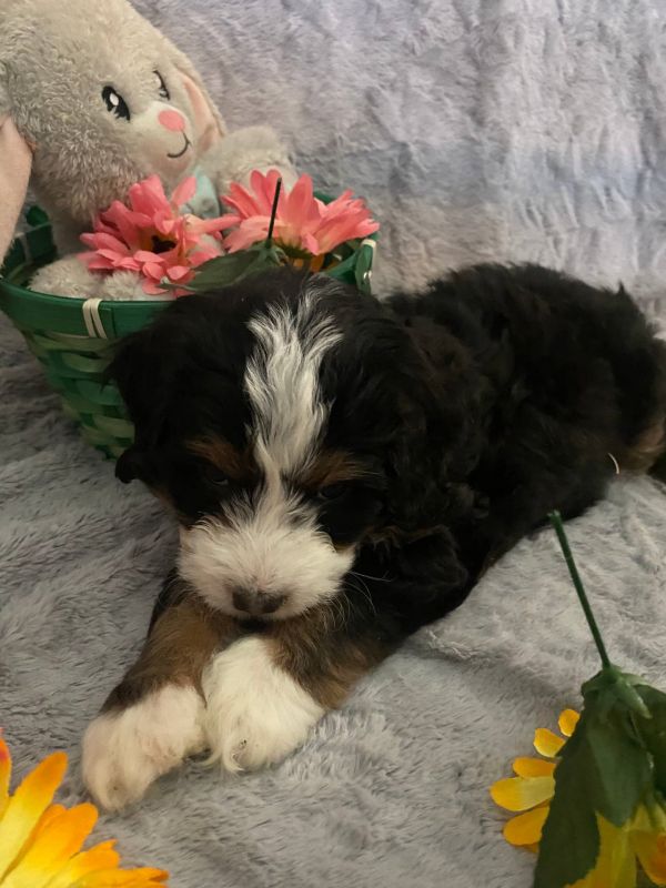 Disponibili cuccioli di Bernedoodle in miniatura E-MAIL (marieiris783@gmail.com)