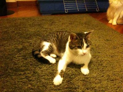 Castagna splendido giovane gattone