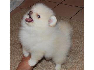  cuccioli di volpino pomeranian  per adozione ( maschio e femmina )