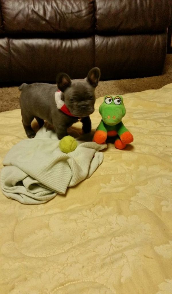 Regalo Cuccioli di Bulldog francese maschio e femmina disponibili ,