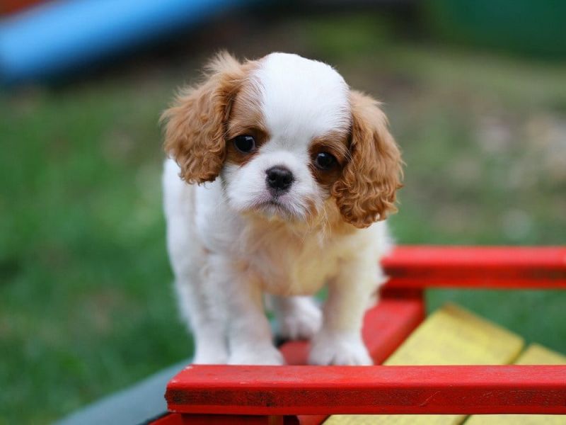 Cuccioli di cavalier king  per adozione ( maschio e femmina )