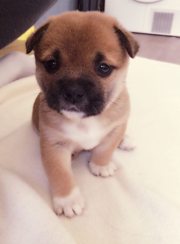 Molto bella e sani cuccioli di Shiba Inu  per adozione maschi e femmine disponibili (gratis)