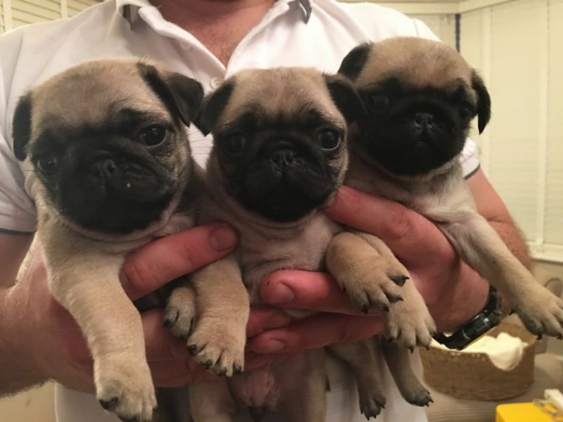 Regalo CUCCIOLI DI CARLINO