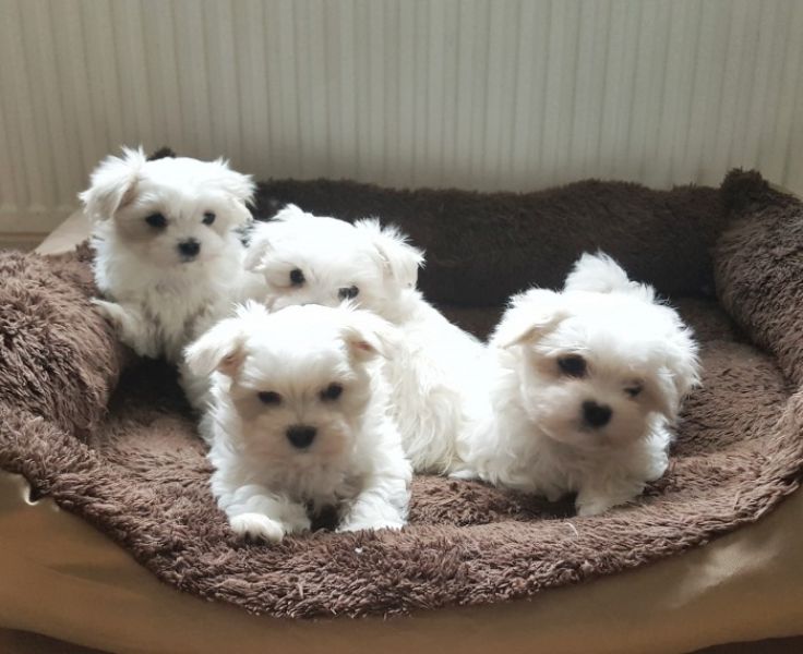 Regalo cuccioli di maltese per l'adozione