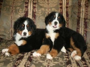 Cuccioli di Bovaro del bernese maschietti e femminucce