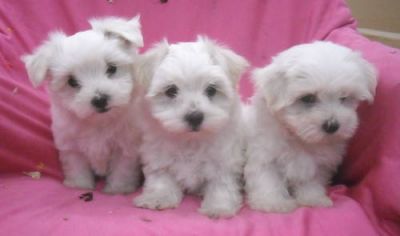 CUCCIOLI DI MALTESE PER L'ADOZIONE