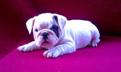 Cuccioli di bulldog inglese disponibili 