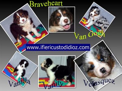 AUSTRALIAN SHEPHERD CUCCIOLI DISPONIBILI