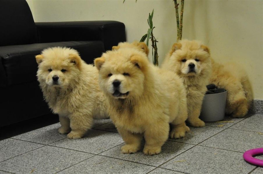  cuccioli di CHOW  CHOW  ( per regalo )