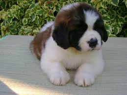 Adorabili cuccioli di san bernardo femminucce e maschietti disponibili per l'adozione gratuita i cuc