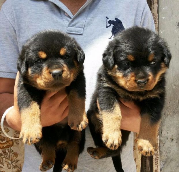 Regalo Cuccioli di Rottweiler in pronta consegna i cuccioli verranno Dato dopo 90 giorni dalla nasci