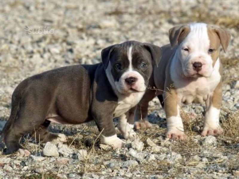  Regalo Cucciolo di pitbull in pronta consegna i cuccioli verranno Dato dopo 90 giorni dalla nascita