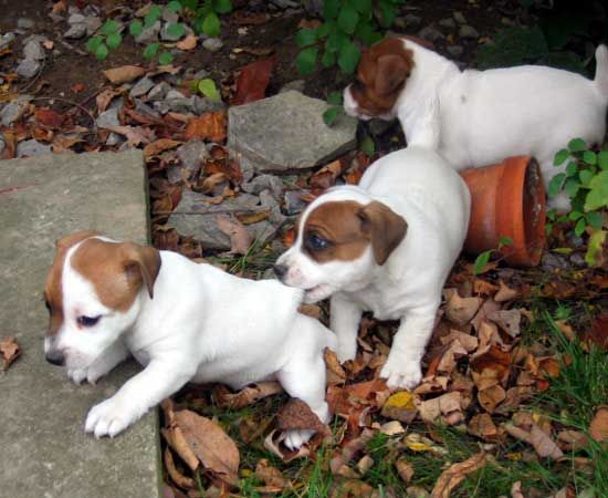 Cuccioli jack russell terrier pelo broken