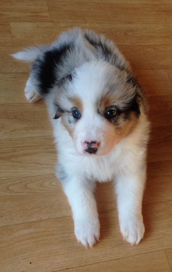  cuccioli di AUSTRALIANO PASTORE  ( per regalo )