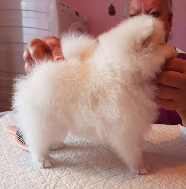 Volpino spitz pomerania