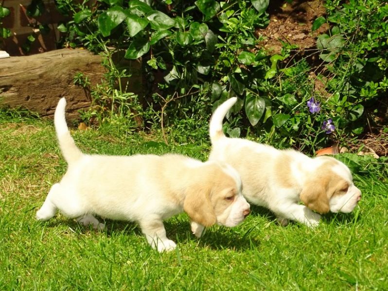 Regalo cuccioli di Beagle