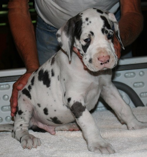  Regalo adorabili cuccioli di Alano femminucce e maschietti disponibili per l'adozione gratuita i cu