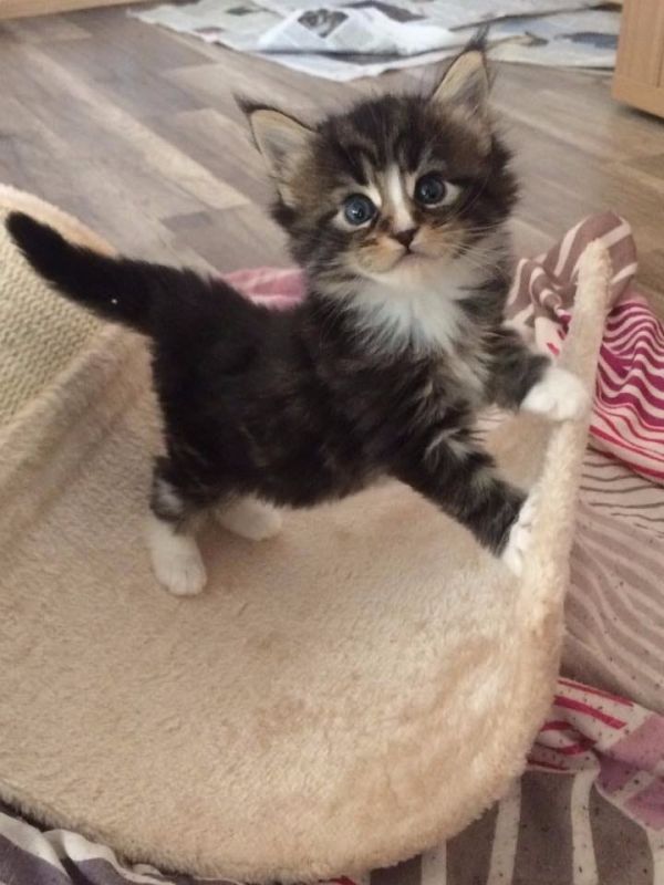 Voglio ri-casa il mio gattini maine coon di pura razza 