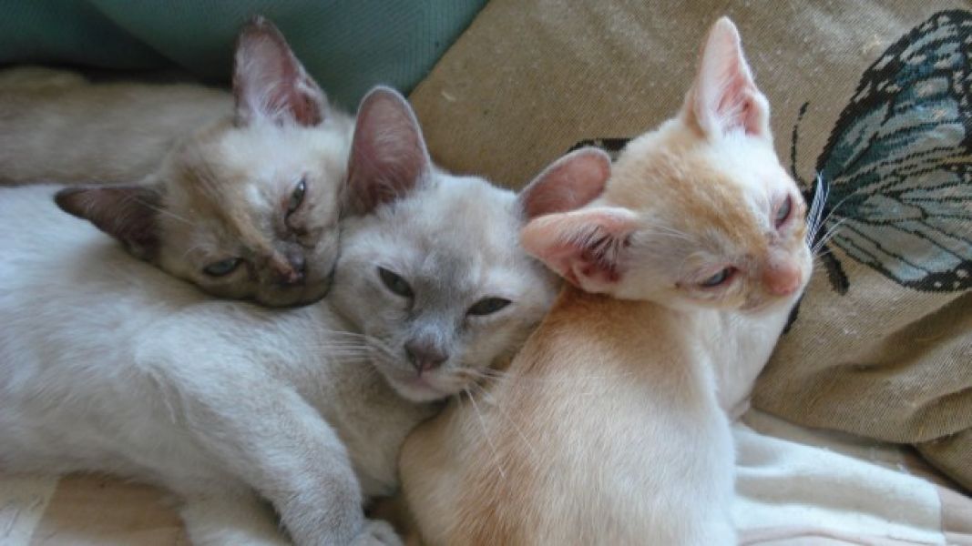 Bellissimi gattini burmese