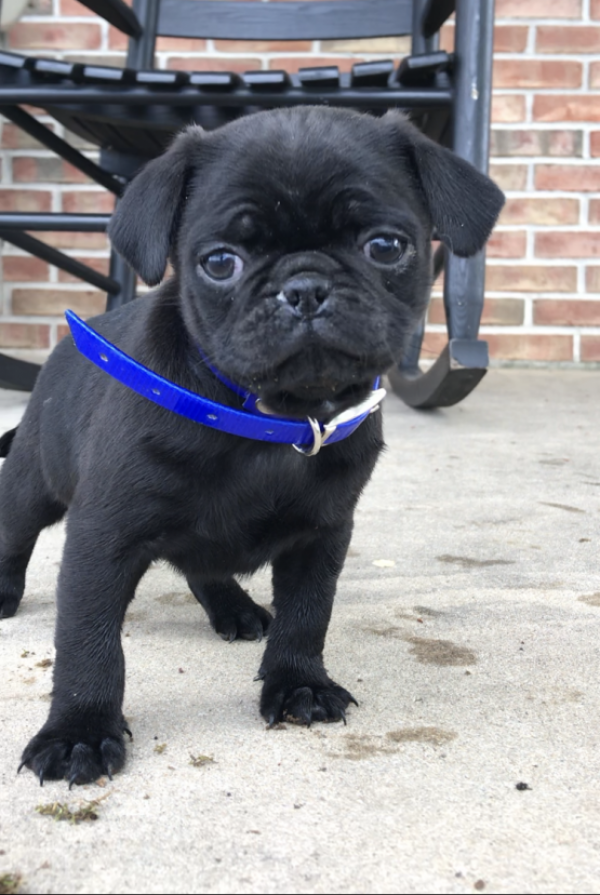 Regalo Carlino Disponiamo di una cucciolata di Carlino, i cuccioli verranno Dato dopo 90 giorni dall