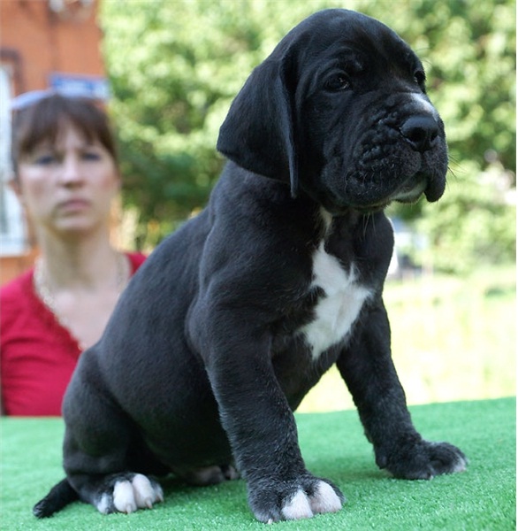 Regalo adorabili cuccioli Alano femminucce e maschietti disponibili