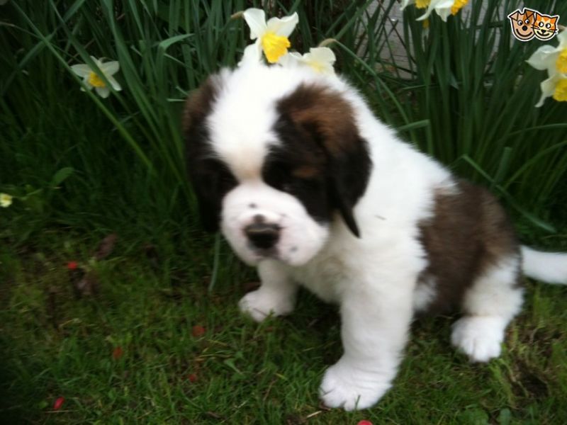 Regalo adorabili cuccioli san bernardo femminucce e maschietti disponibili