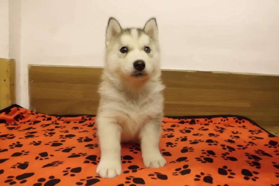 Bella e sani cuccioli di Sibarian husky per adozione 