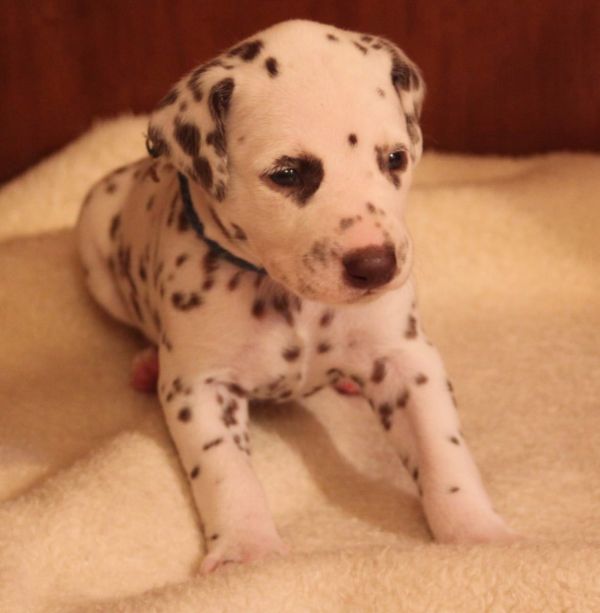Voglio ri-casa il mio cucciolo di dalmata di pura razza 