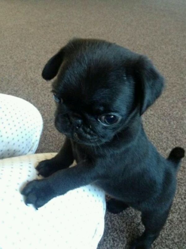 Cuccioli di carlino###