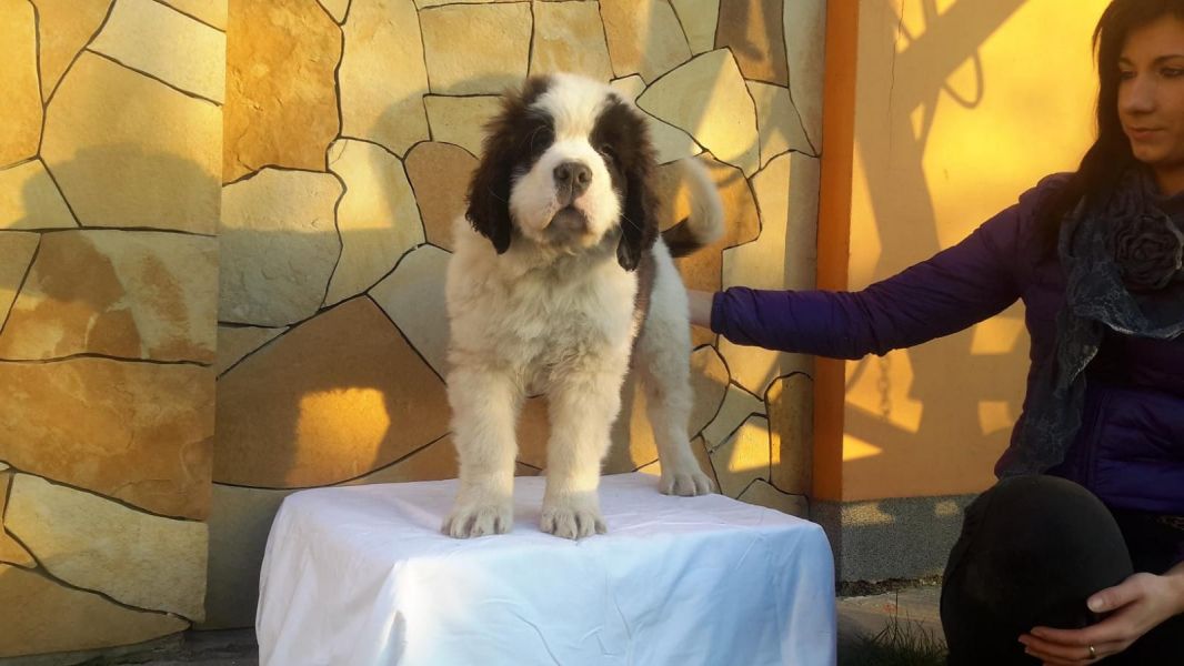 Molto bella e sani cuccioli di san bernardo per adozione maschi e femmine disponibili (gratis) 