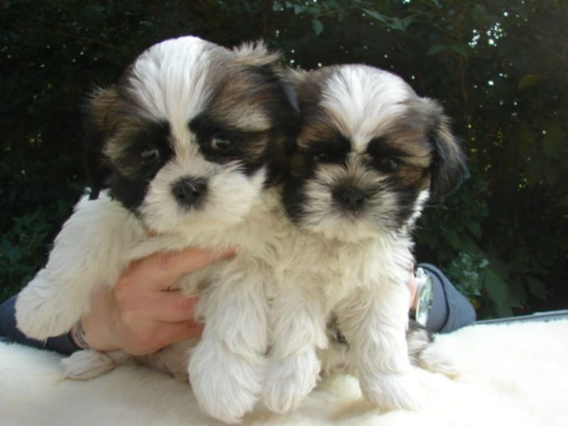 Regalo cuccioli di shitzu
