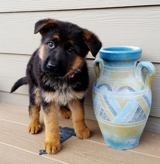 Regalo cuccioli pastore tedesco