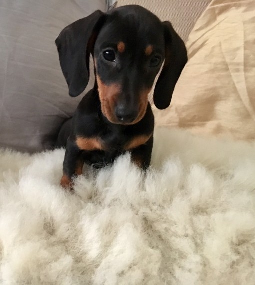  Regalo adorabili cuccioli bassotto