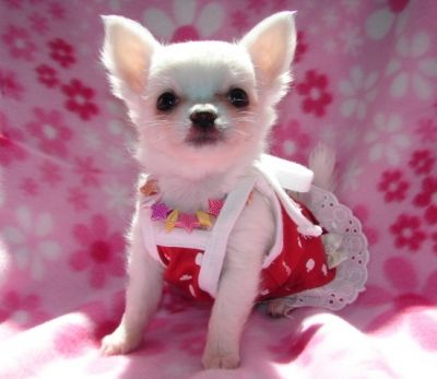 Bellissimo cuccioli chihuahua